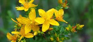 Plant of The Week: St John's Wort Cover