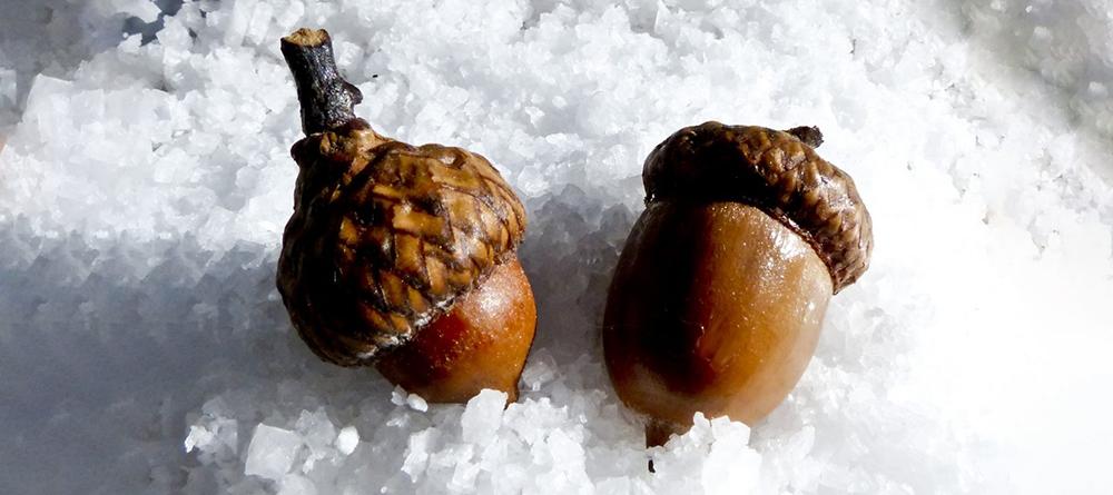 15 Things You Could Forage in Winter - Acorns