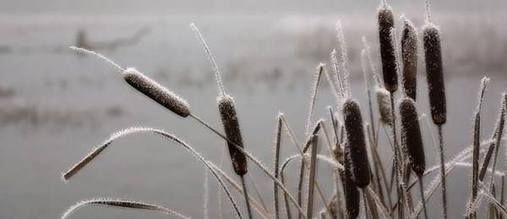 15 Things You Could Forage in Winter - Cattail