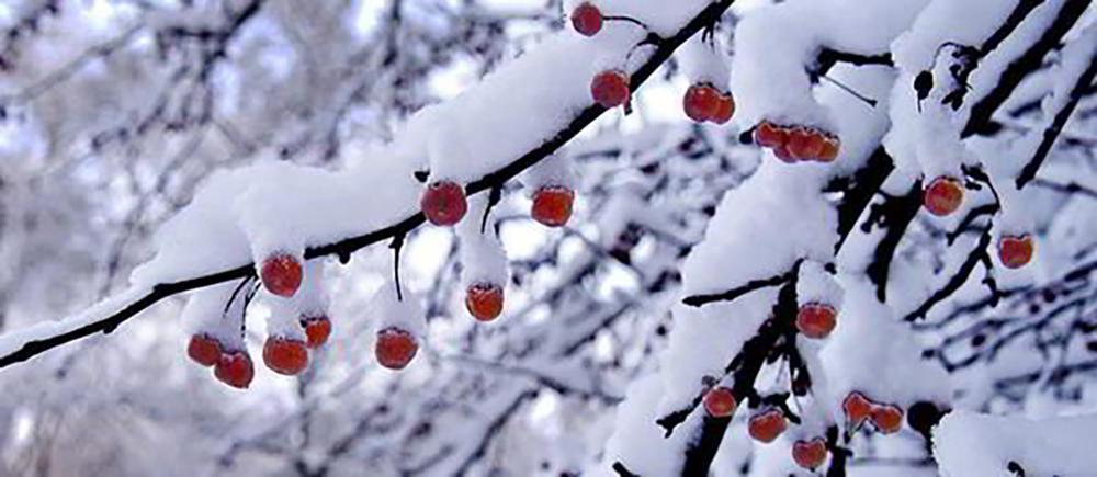 15 Things You Could Forage in Winter - Crabapples