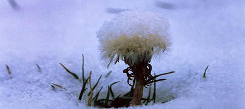 15 Things You Could Forage in Winter - Dandelions