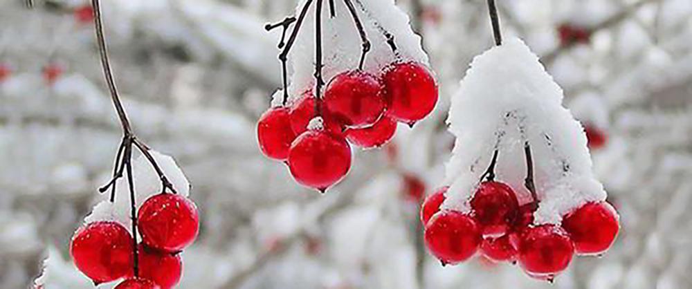 15 Things You Could Forage in Winter - Frozen Cranberries