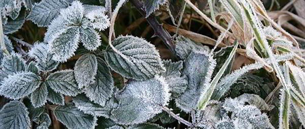 15 Things You Could Forage in Winter - Nettles