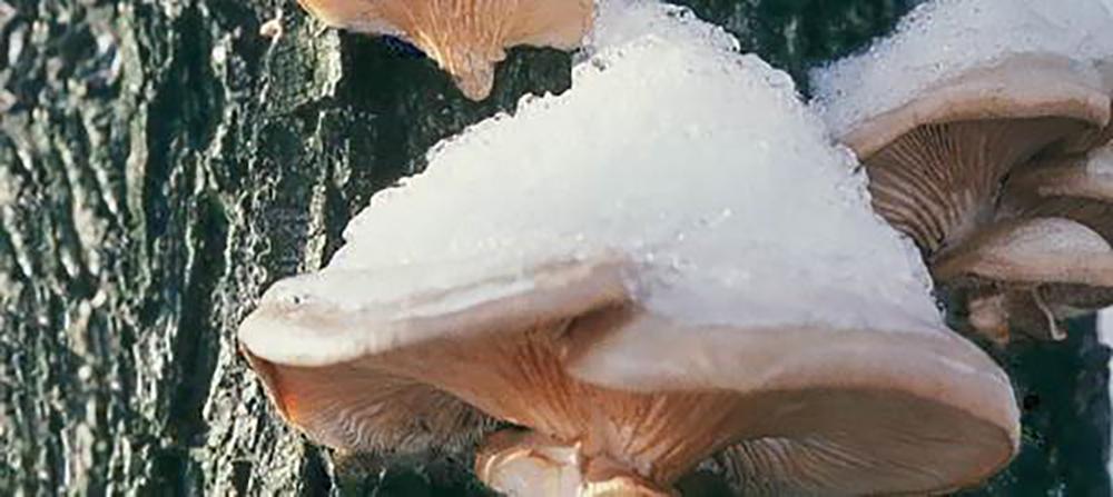 15 Things You Could Forage in Winter - Oyster Mushroom