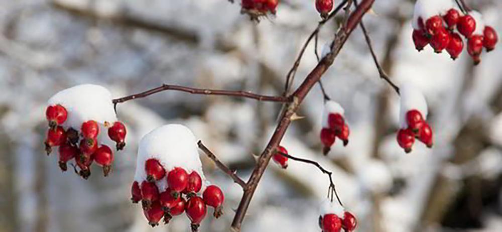 15 Things You Could Forage in Winter - RoseHips