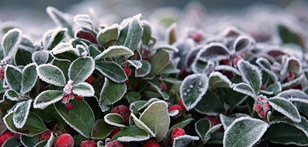 15 Things You Could Forage in Winter - Wintergreen