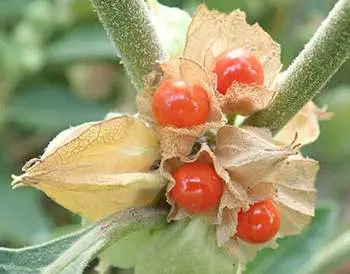 Ashwagandha - The Lost Herbs