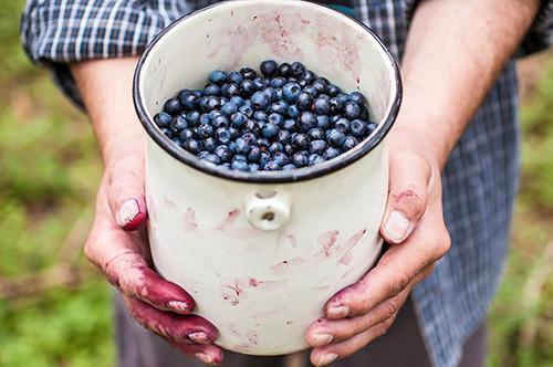 Bilberry - Harvest