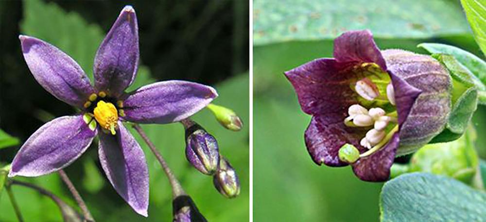 Bittersweet vs Deadly Nightshade - Flower