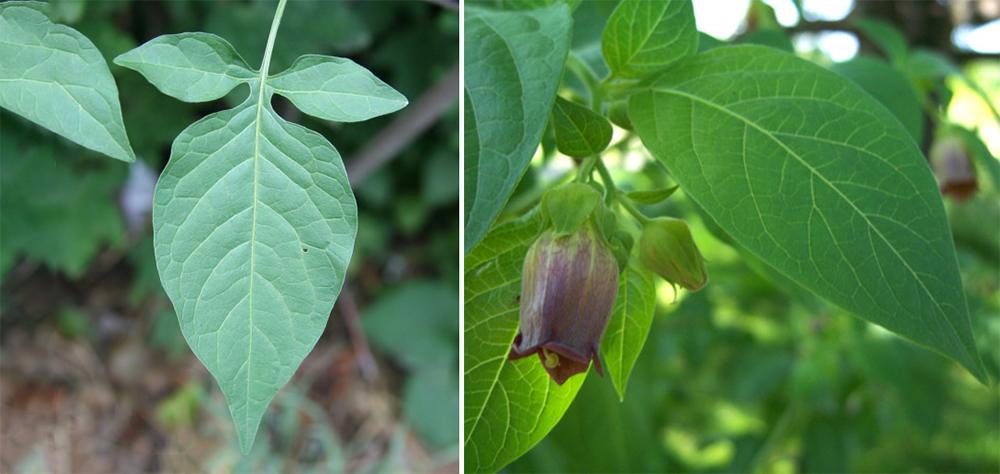 Bittersweet vs Deadly Nightshade - leaf