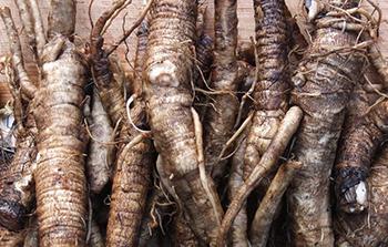 Burdock - Roots