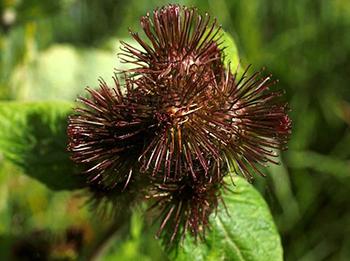 Burdock - Seeds
