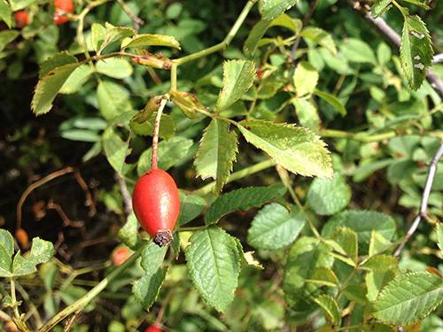 DIY Rosehip Oxymel 3