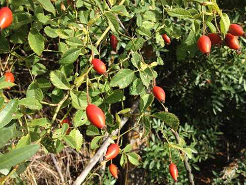 DIY Rosehip Oxymel 3