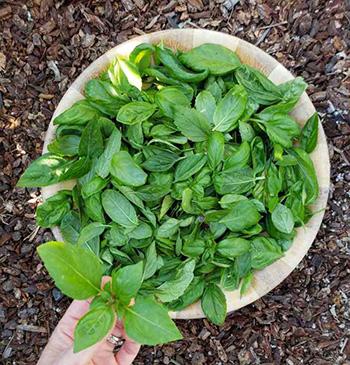 Harvest Basil