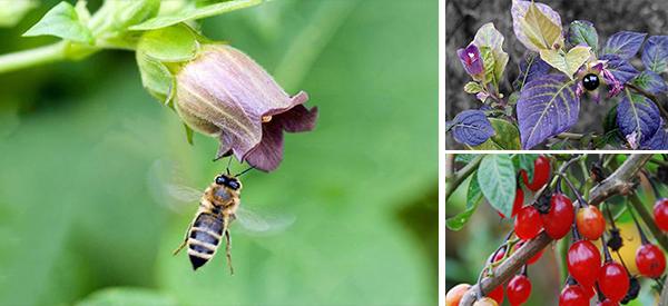 how-to-tell-the-difference-between-bittersweet-nightshade-and-deadly