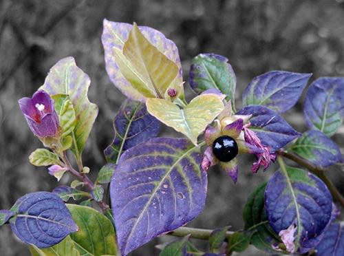 how-to-tell-the-difference-between-bittersweet-nightshade-and-deadly