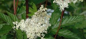Meadowsweet - Cover