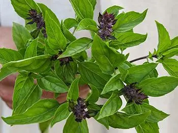 Basil - The Lost Herbs