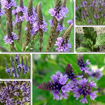Vervain The Medicinal Plant that Should be Part of Your Apothecary - Identification