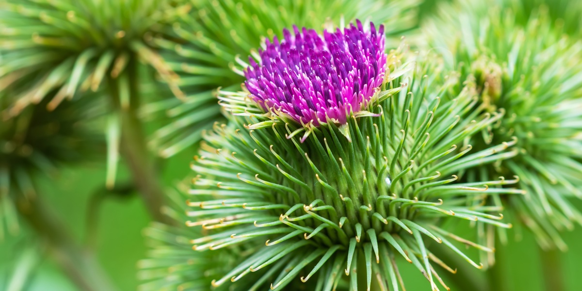 A burdock plant in the summer sunshine, with a shallow depth of field