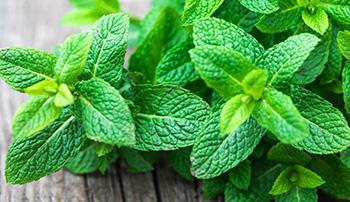 30 Anti-Axiety Remedies Yoou Didn't Know About - Lemon Balm