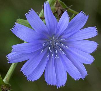 Chicory 0 flower