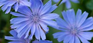 Chicory - Cover