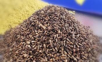 Chicory - Seeds