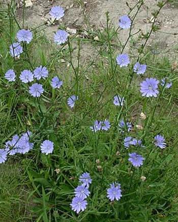 Chicory plant