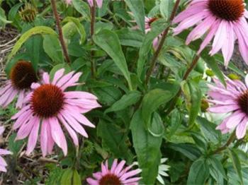 Echinacea - leaves and flower