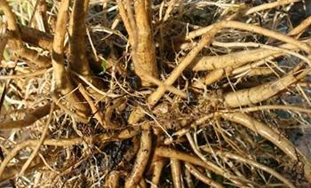 Echinacea - root