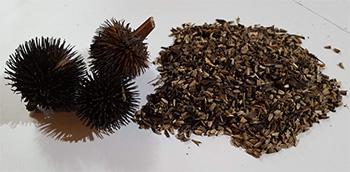 Echinacea - seeds
