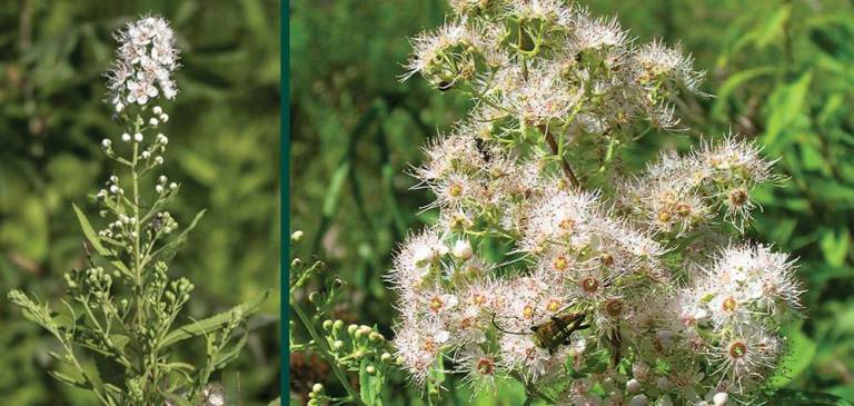 meadowsweet-the-lost-herbs