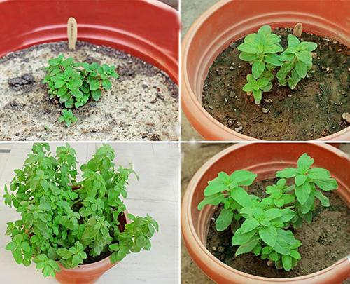 How to Grow Peppermint