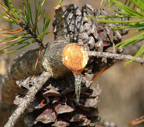 How to Make Pine Resin Salve - Harvest Sap Branch