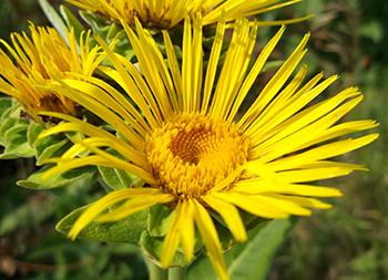 How to Treat an Asthma Attack Naturally - Elecampane flower