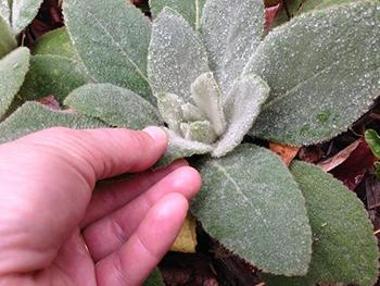 How to Treat an Asthma Attack Naturally - Mullein