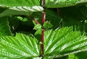 Meadowsweet - Leaf and Stem