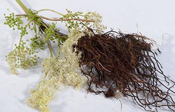 Meadowsweet - Root