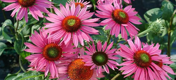 Echinacea - The Lost Herbs