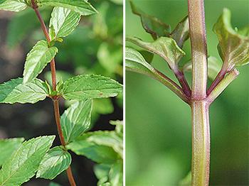peppermint leaf and stem