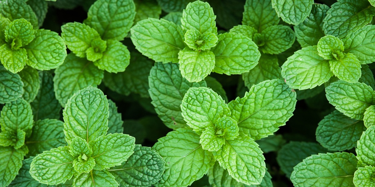 peppermint