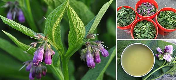 10 Things You Didn’t Know About Comfrey