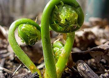 20 Edible and Medicinal Plants you can forage in March - Fiddleheads