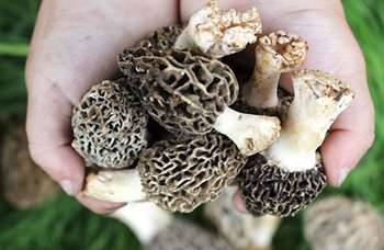20 Edible and Medicinal Plants you can forage in March - Morels
