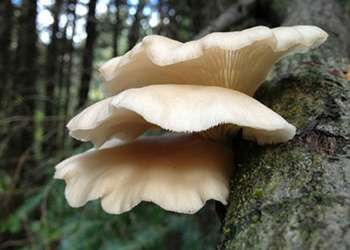 20 Edible and Medicinal Plants you can forage in March - Oyster Mushrooms