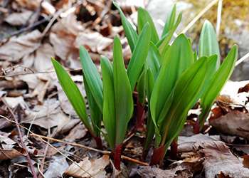 20 Edible and Medicinal Plants you can forage in March - Ramps