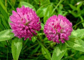 20 Edible and Medicinal Plants you can forage in March - Red Clover
