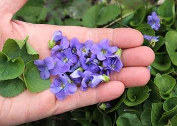 20 Edible and Medicinal Plants you can forage in March - Violets